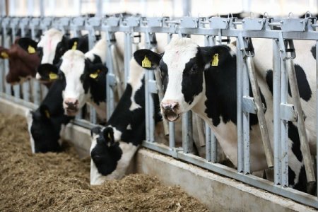 Нижегородским фермерам увеличат выплаты за строительство молочных ферм