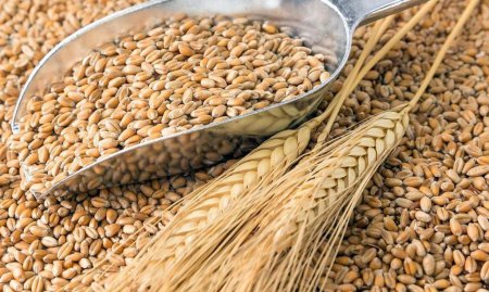 Нижегородские аграрии  собрали 1 миллион 100 тысяч тонн зерна нового урожая