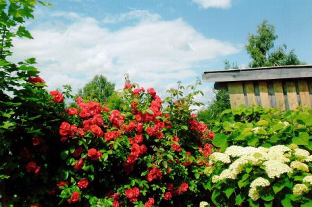 Гортензии  и другие растения или ботанический сад на шести сотках