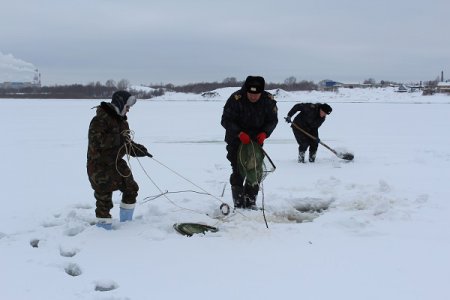 С 20 декабря в Нижегородской области вводятся ограничения на добычу налима