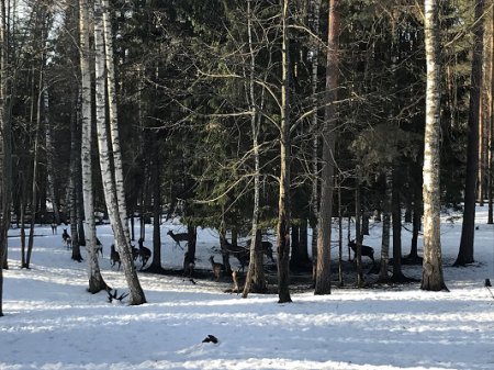 «Перепись» диких животных начинается в Нижегородской области 