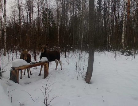 Сезон охоты на лося завершился в Нижегородской области