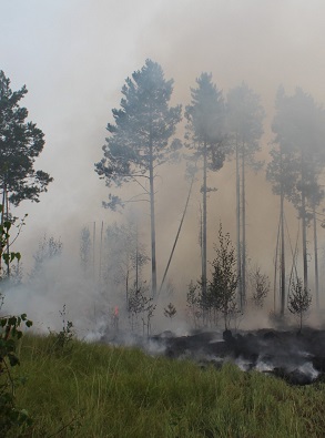 В Нижегородской области введен противопожарный режим